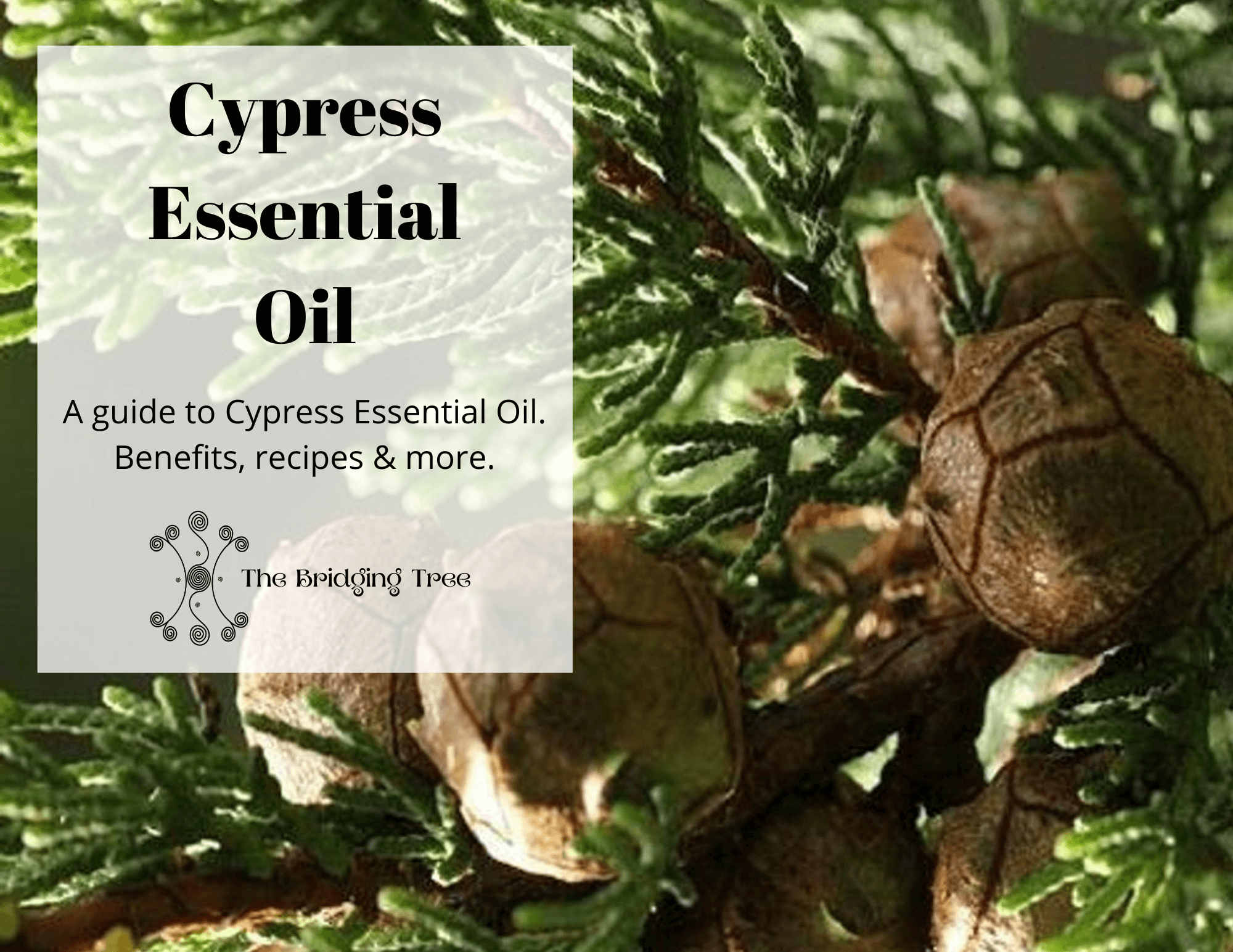 Gya Labs Cypress Essential Oil for Diffuser - Cypress Oil Essential Oils  for Varicose Veins - Aromatherapy Diffuser Oil Cypress Fragrance Oil - 100%  Natural (10ml) 